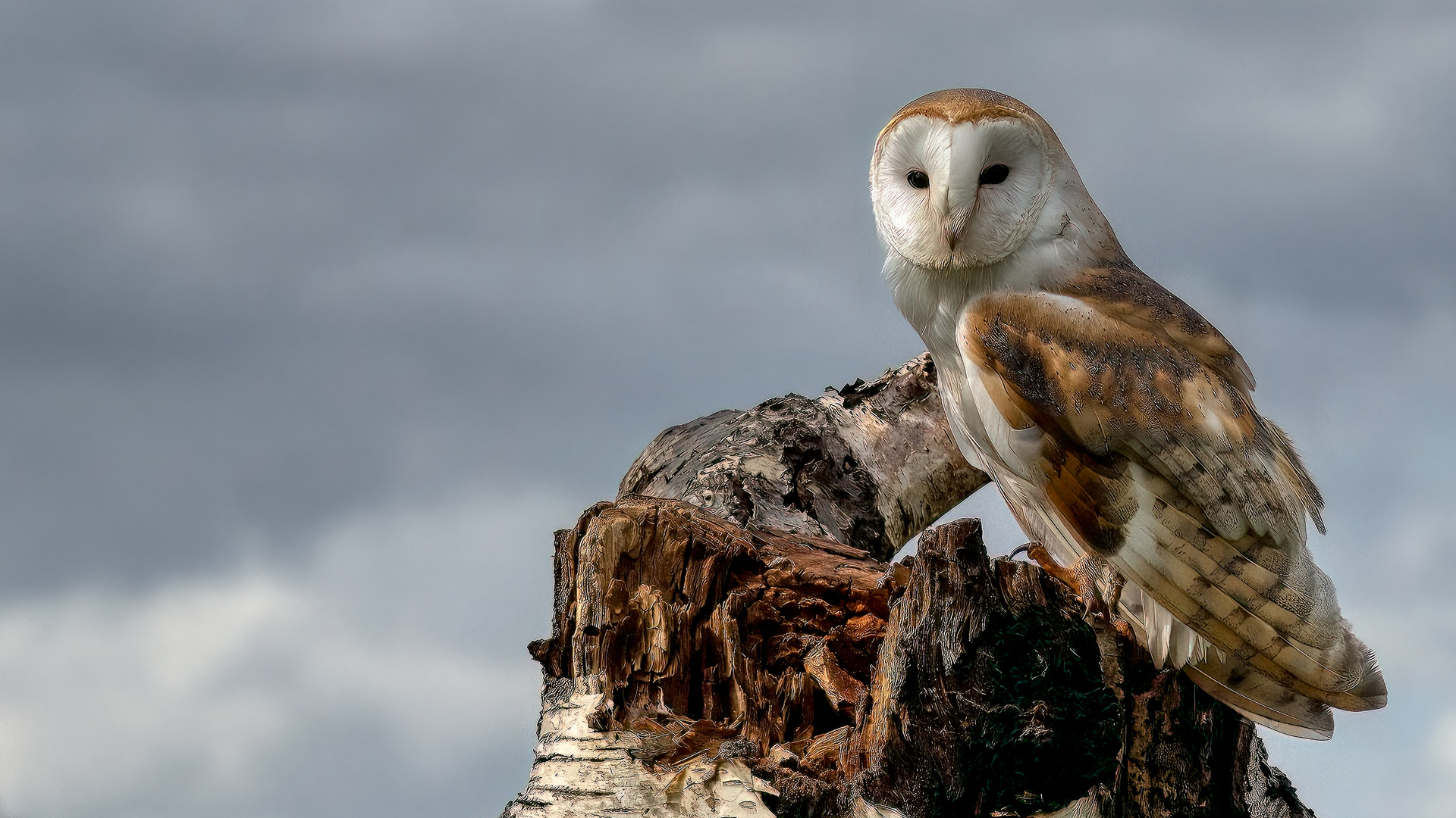 Barn Owl #1