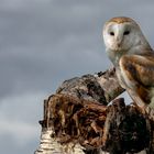 Barn Owl #1