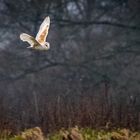 Barn Owl - 1