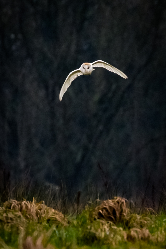 Barn Owl - 2