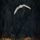 Barn Owl - 2