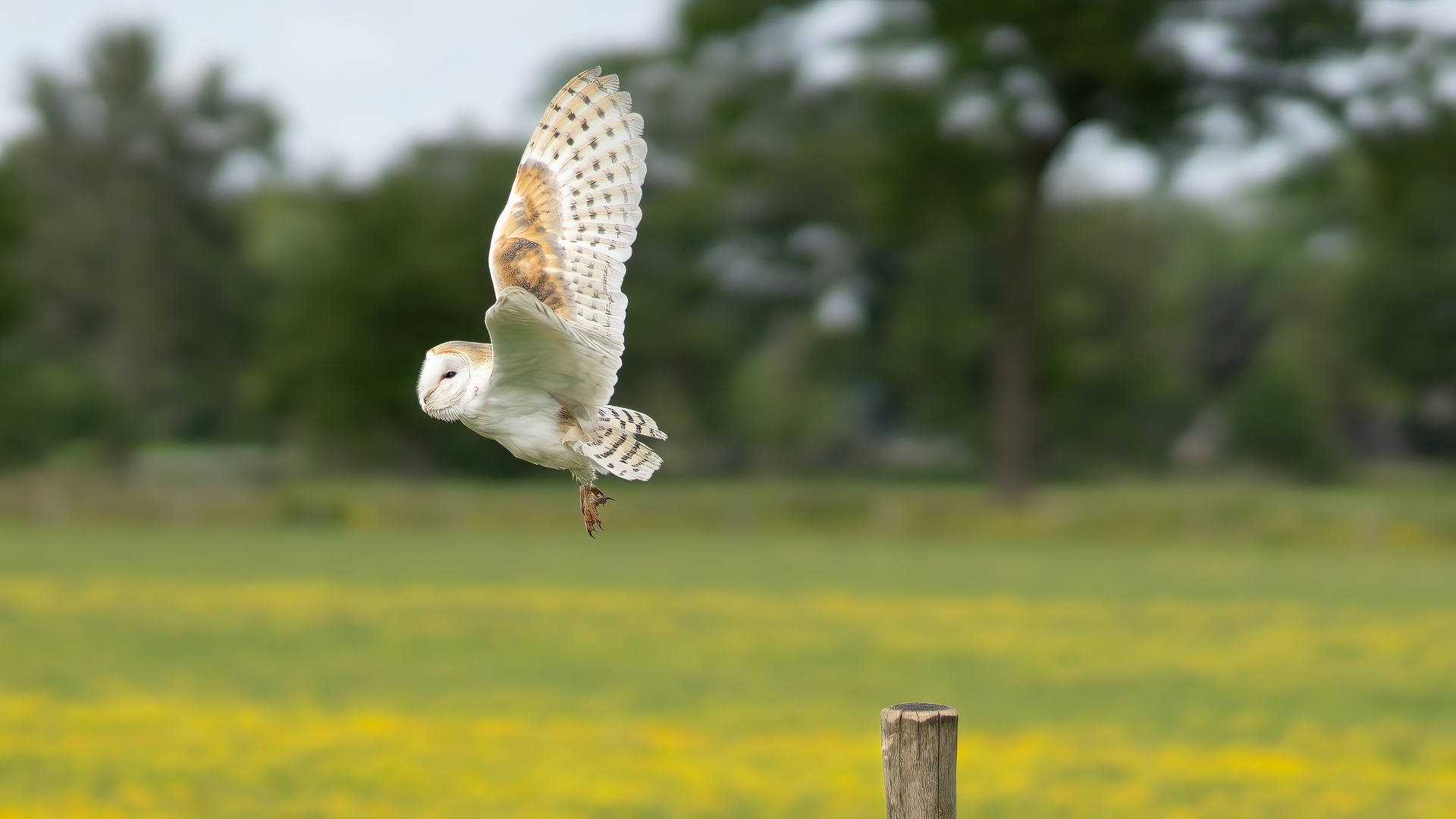 Barn Owl #2