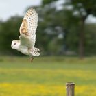 Barn Owl #2