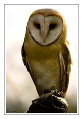 Barn Owl