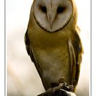 Barn Owl