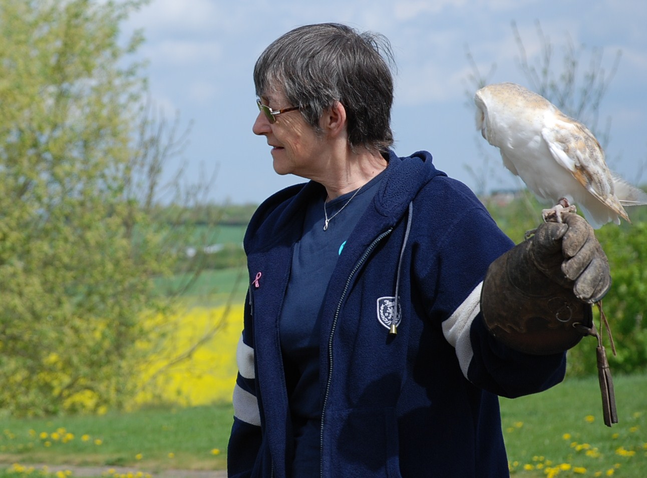 Barn owl