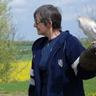 Barn owl