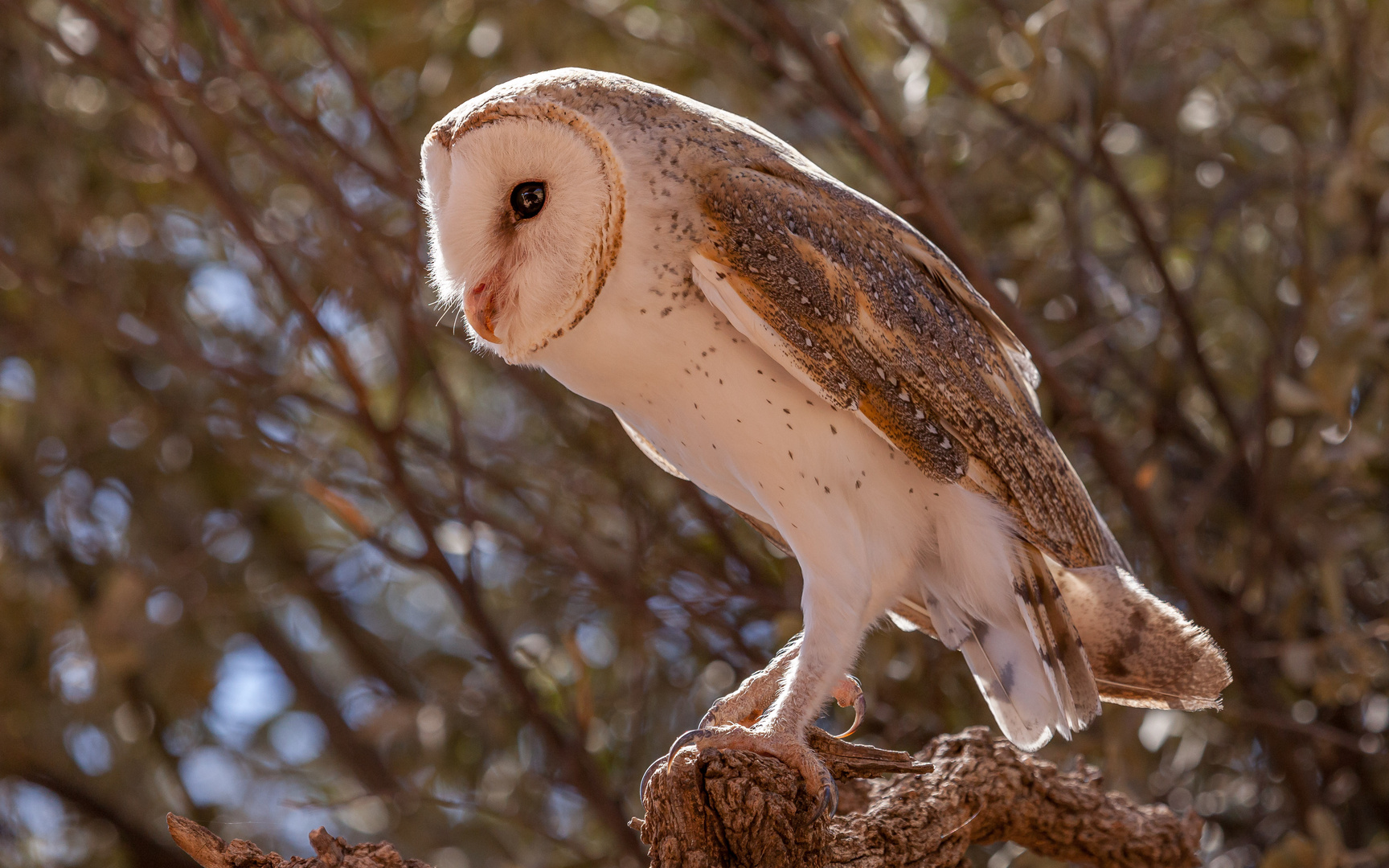 Barn Owl 