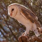 Barn Owl 