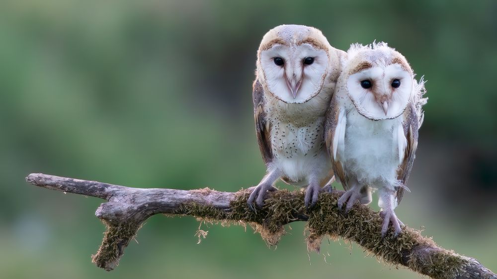 Barn Owl #3