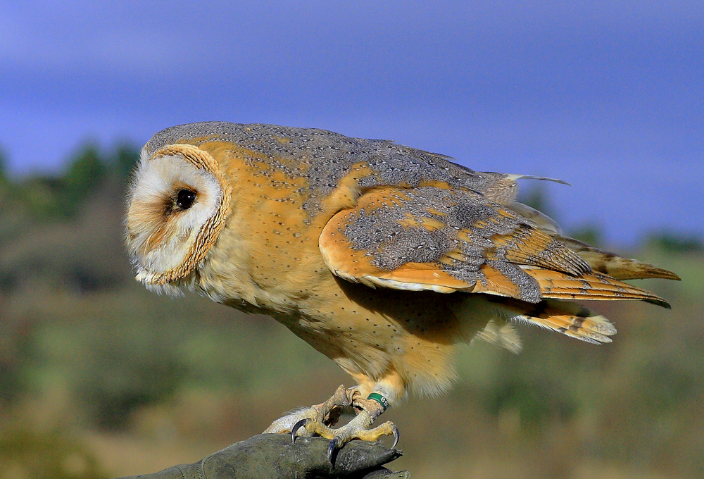 Barn Owl