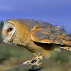 Barn Owl