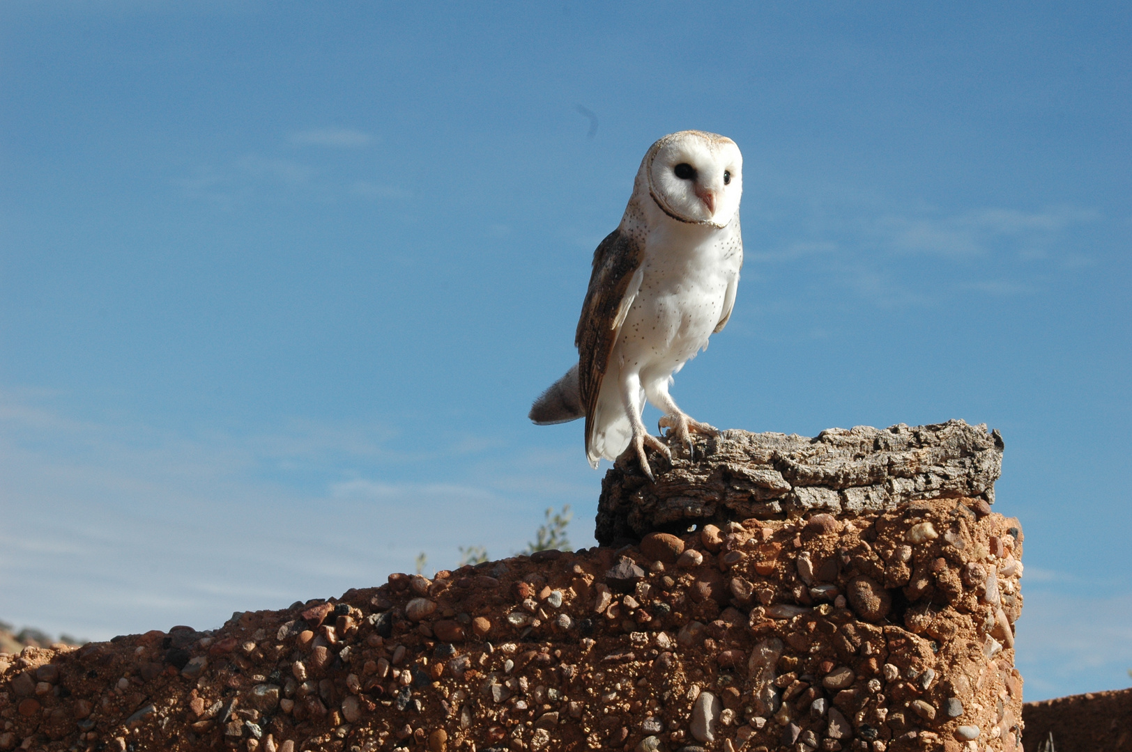 Barn owl