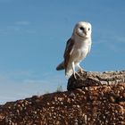 Barn owl