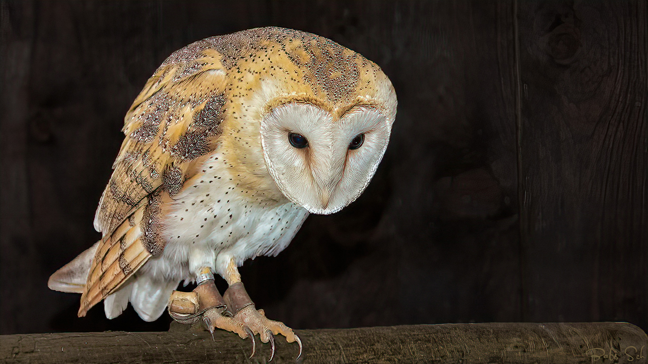 Barn owl