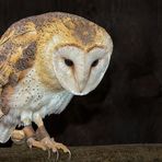 Barn owl