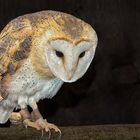 Barn owl