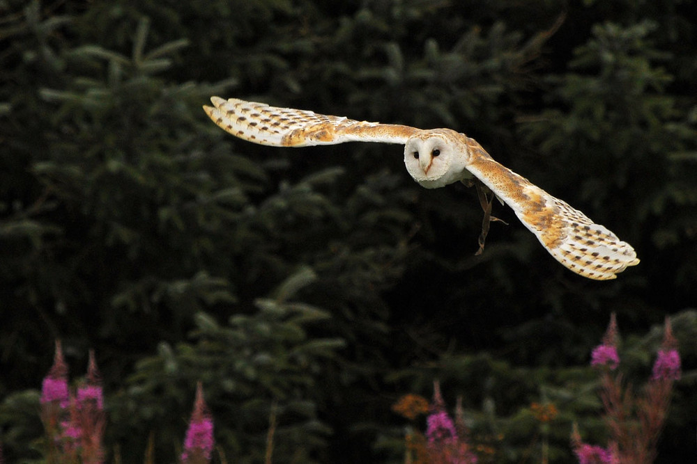 Barn Owl