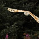 Barn Owl