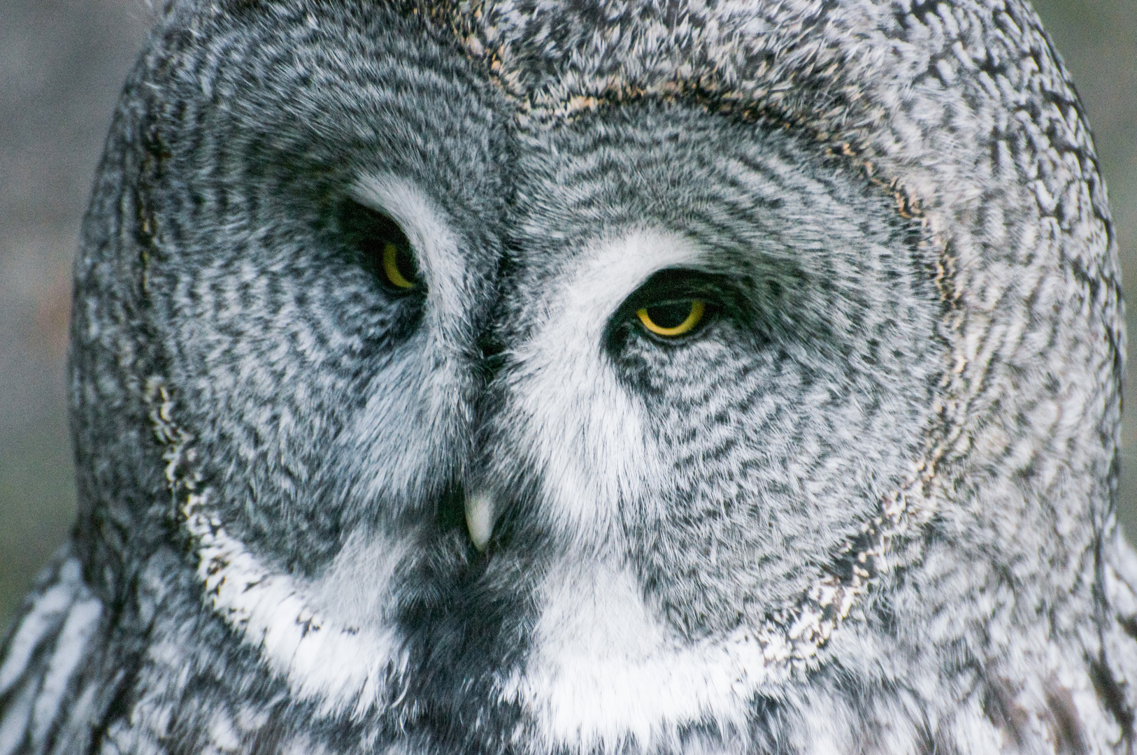 Barn owl