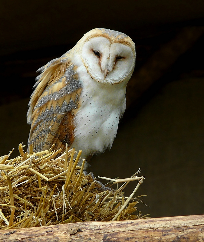 Barn Owl