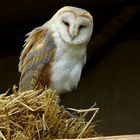 Barn Owl