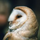 Barn Owl At Muncaster Castle, nr Ravenglass, Cumbria