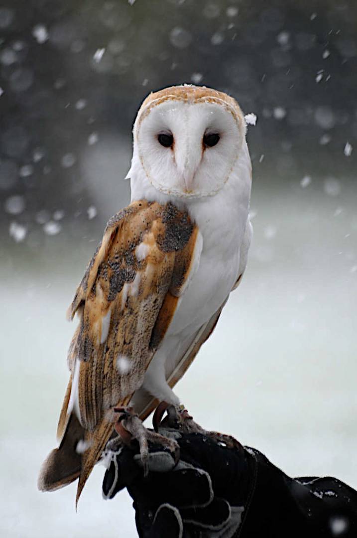 Barn Owl