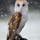 Barn Owl