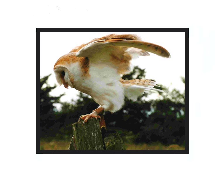 Barn owl