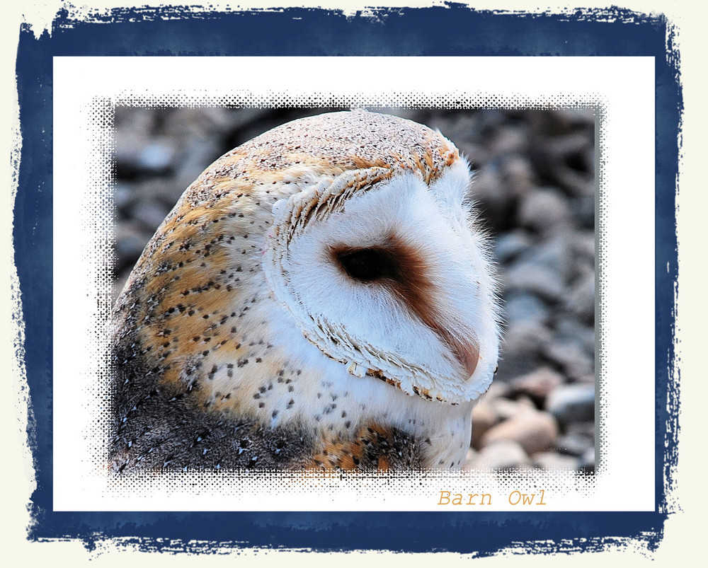 Barn Owl