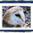 Barn Owl