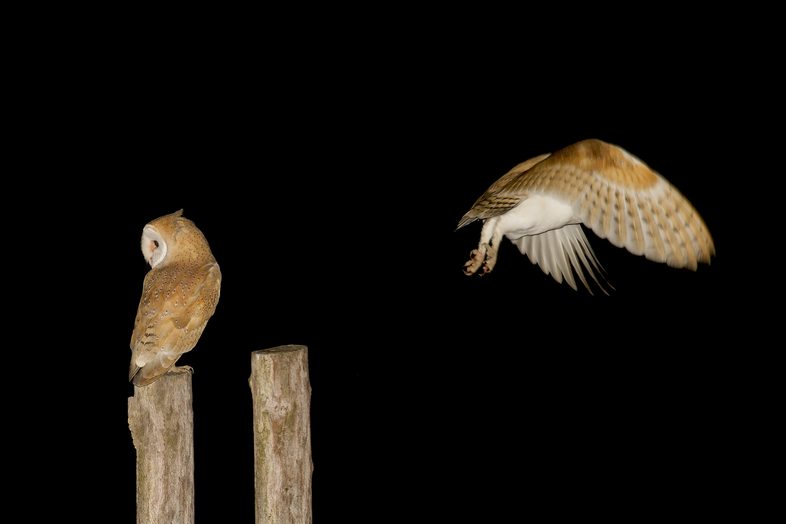 Barn owl