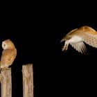 Barn owl