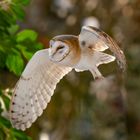 Barn Owl / Schleiereule