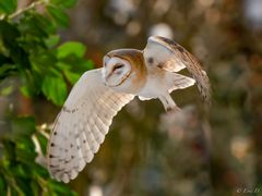 Barn Owl / Schleiereule