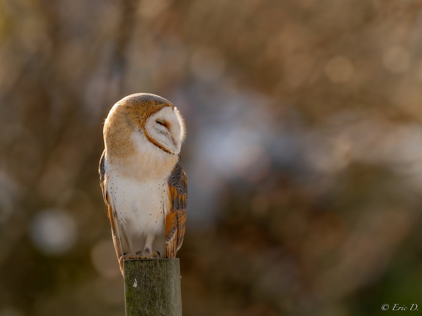 Barn Owl / Schleiereule