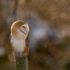 Barn Owl / Schleiereule