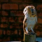 Barn Owl, South Africa