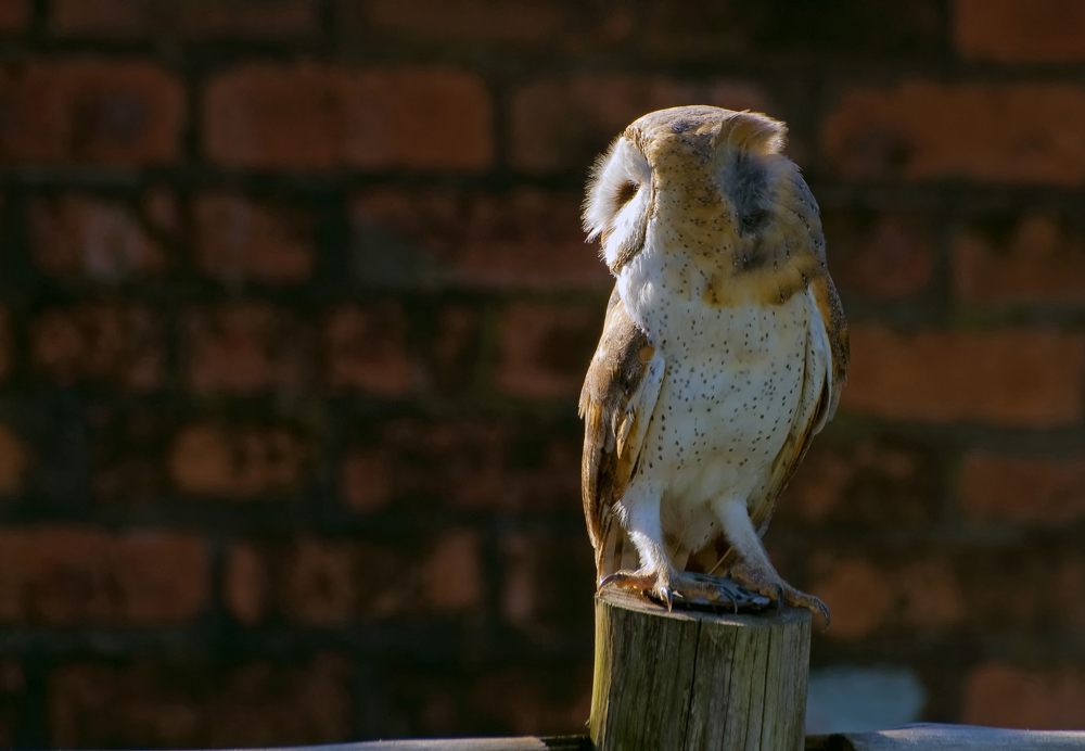 Barn Owl, South Africa