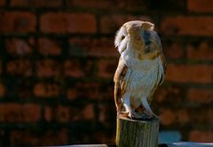 Barn Owl, South Africa