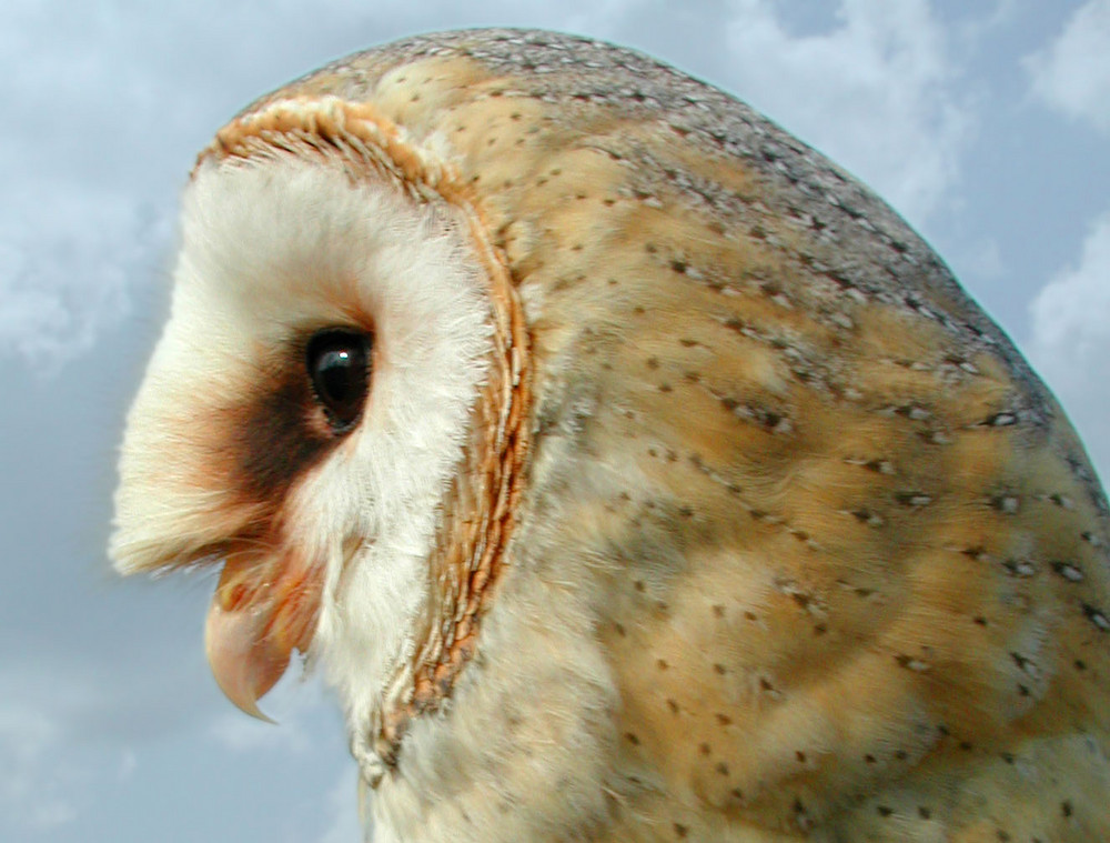 BARN OWL (TYTO ALBA)