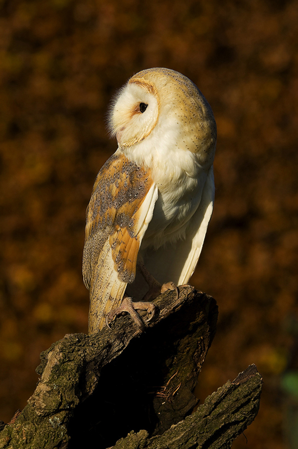 Barn Owl (tyto alba)