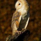 Barn Owl (tyto alba)