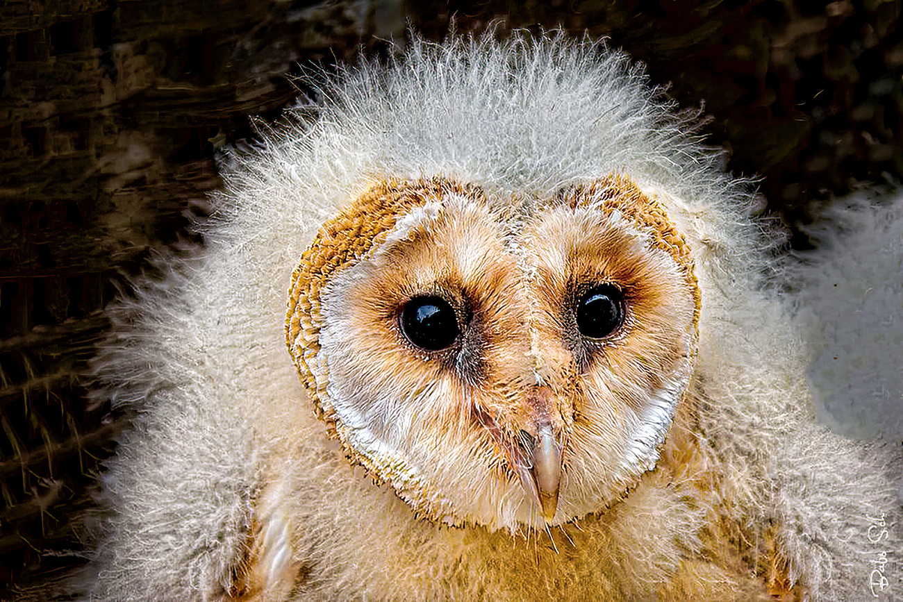 Barn Owls Baby 