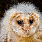 Barn Owls Baby 