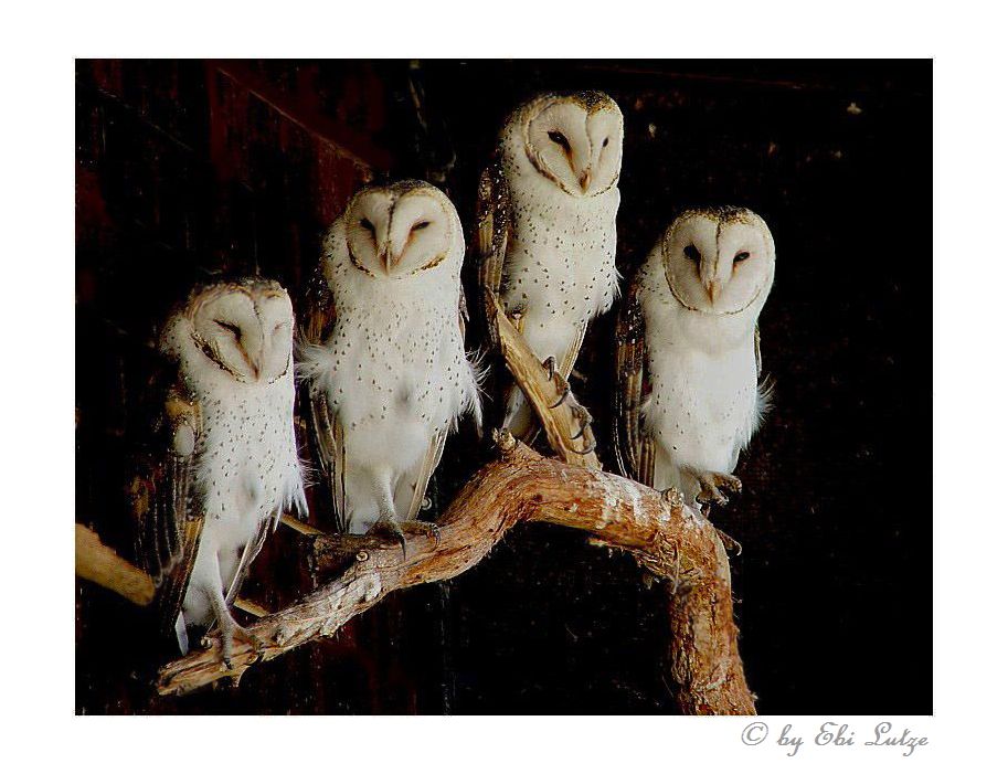  * barn owl's...silent night hunter *