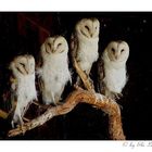  * barn owl's...silent night hunter *