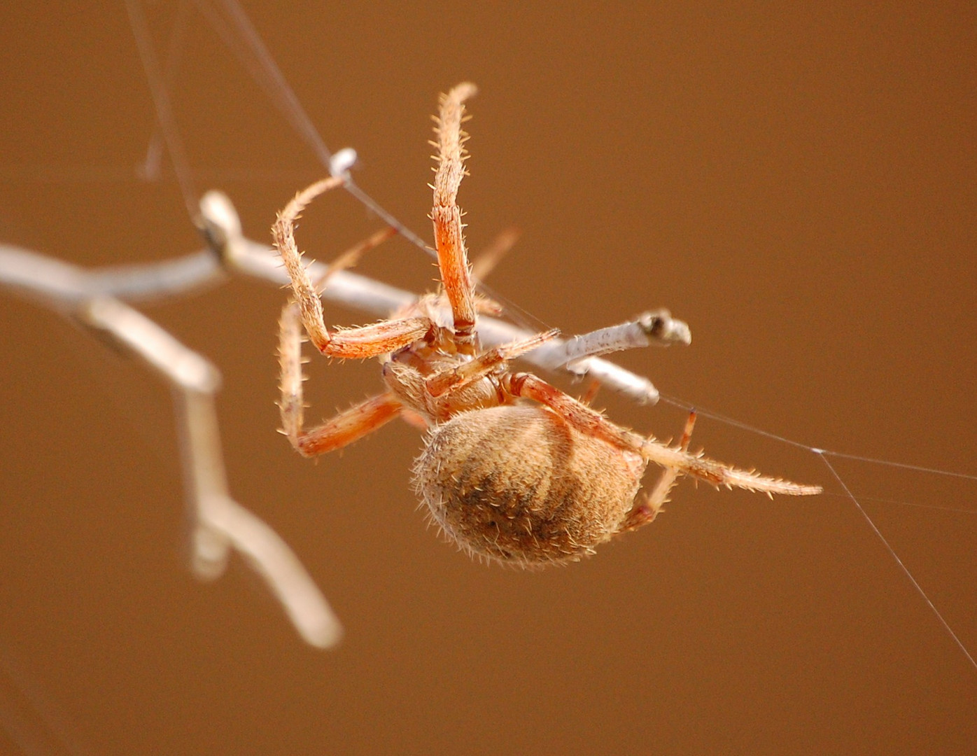 BARN SPIDER (Neoscona)