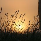 barn sun through grass